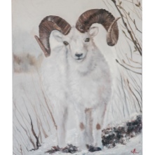 Dall sheep, oil on canvas, 100*80cm